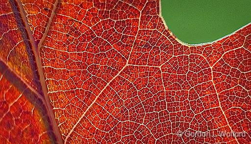 Backlit Autumn Oak Leaf Closeup_P1210243.jpg - Photographed at Smiths Falls, Ontario, Canada.
